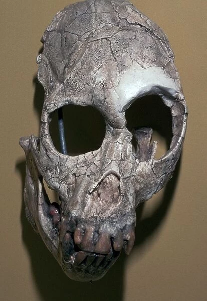 Skull of Proconsulus Africanus