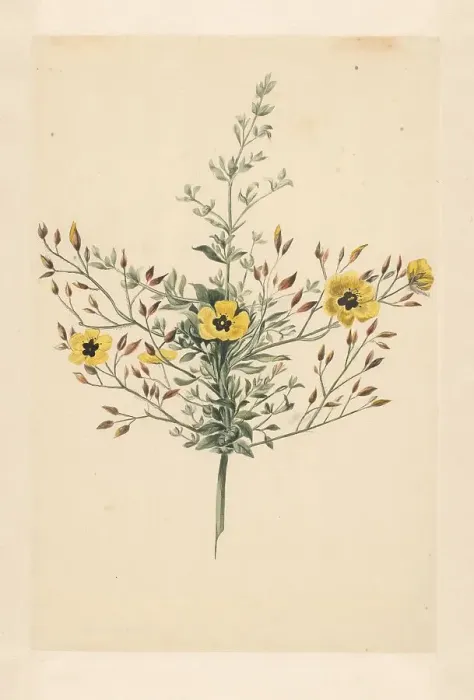 Framed Print : Sky rose, 1668-1729. Creator: Vincent Laurentz van der Vinne I Framed Print : Sky rose, 1668-1729. Creator: Vincent Laurentz van der Vinne I