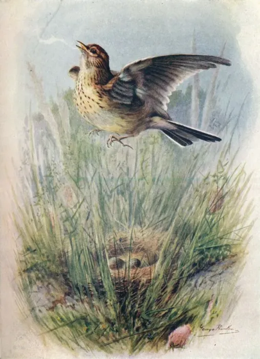 Framed Print : Skylark - Alau da arven sis, c1910, (1910). Artist: George James Rankin Framed Print : Skylark - Alau da arven sis, c1910, (1910). Artist: George James Rankin