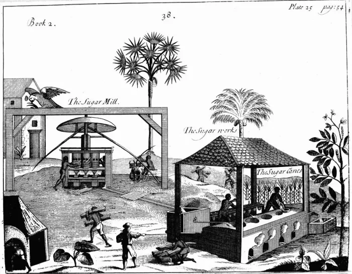 Framed Print : Slave labour on a sugar plantation in the West Indies, 1725 Framed Print : Slave labour on a sugar plantation in the West Indies, 1725