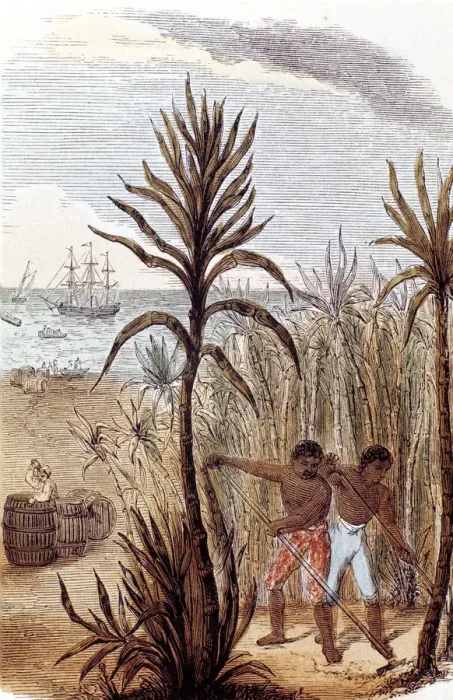 Framed Print : Slaves cultivating sugar cane in the West Indies, 1852 Framed Print : Slaves cultivating sugar cane in the West Indies, 1852