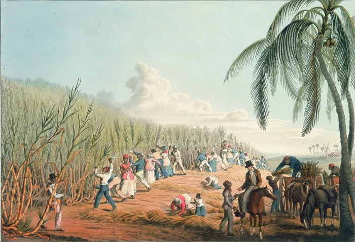 Framed Print : Slaves cutting sugar cane, Antigua, 1823. Creator: William Clark Framed Print : Slaves cutting sugar cane, Antigua, 1823. Creator: William Clark