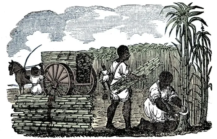 Framed Print : Slaves harvesting sugar cane in Louisiana, 1833