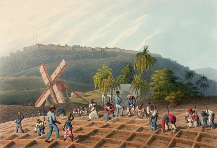 Framed Print : Slaves planting sugar cane on a plantation, Antigua, 1823. Creator: William Clark Framed Print : Slaves planting sugar cane on a plantation, Antigua, 1823. Creator: William Clark