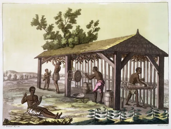 Slaves Preparing Tobacco, Virginia, USA Print c1790-1839. Art Prints,  Posters & Puzzles from Heritage Images
