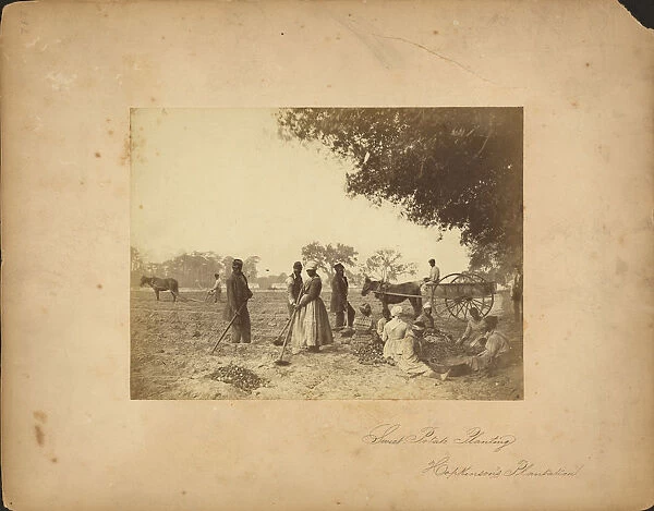 Slaves working in the sweet potato fields on the Hopkinson plantation, 1862