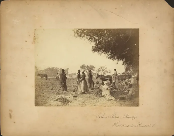 Framed Print : Slaves working in the sweet potato fields on the Hopkinson plantation, 1862 Framed Print : Slaves working in the sweet potato fields on the Hopkinson plantation, 1862