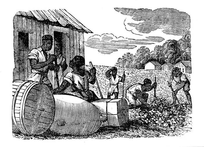 Framed Print : Slaves working on a tobacco plantation, 1833 Framed Print : Slaves working on a tobacco plantation, 1833