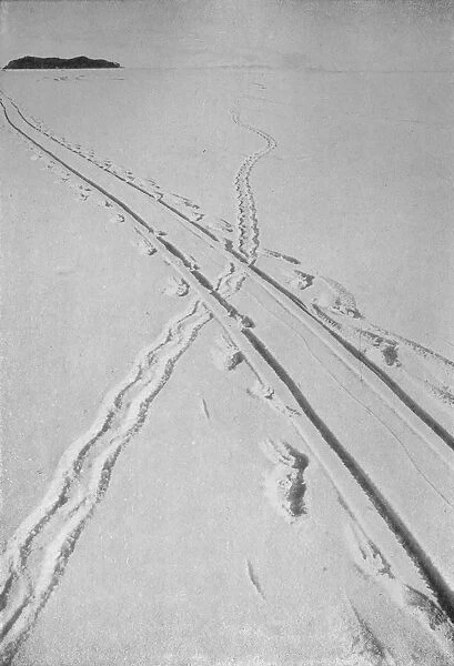 Sledge Track Crossing An Adelie Penguins Track, 8 December 1911, (1913)