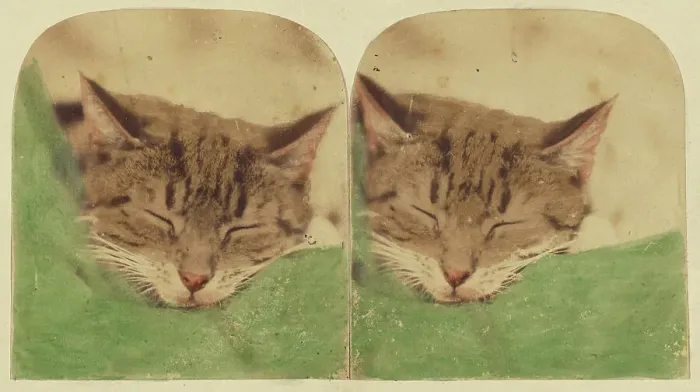 Framed Print : Sleeping cat, 1870s. Creator: William H. Mason Framed Print : Sleeping cat, 1870s. Creator: William H. Mason
