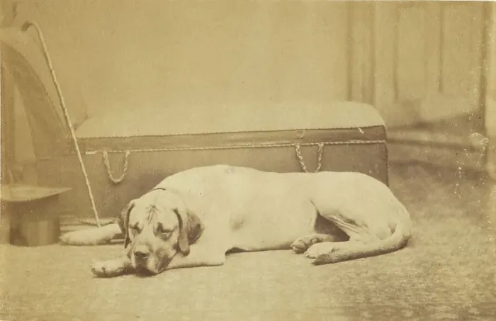 Framed Print : Sleeping Dog, late 19th century. Creator: Unknown Framed Print : Sleeping Dog, late 19th century. Creator: Unknown