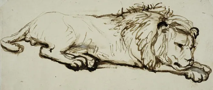 Framed Print : Sleeping lion. Creator: Rembrandt Harmensz van Rijn Framed Print : Sleeping lion. Creator: Rembrandt Harmensz van Rijn