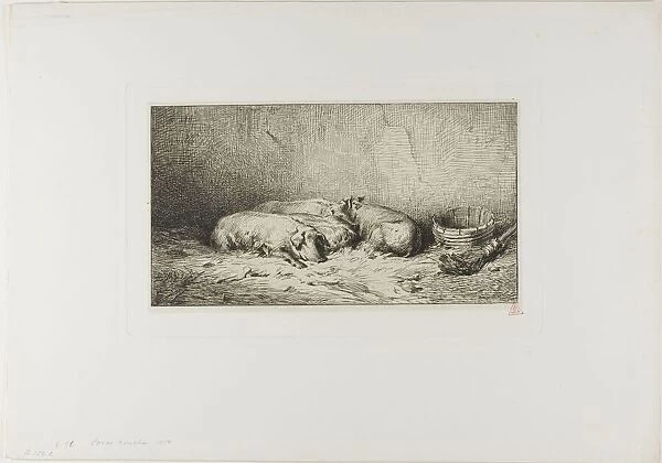 Four Sleeping Pigs, 1850. Creator: Charles Emile Jacque