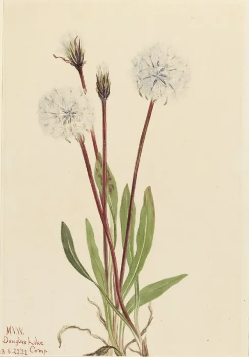 Framed Print : Slender Agoseris (Agoseris gracilens), 1922. Creator: Mary Vaux Walcott Framed Print : Slender Agoseris (Agoseris gracilens), 1922. Creator: Mary Vaux Walcott