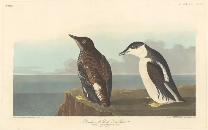 Framed Print : Slender-billed Guillemot, 1838. Creator: Robert Havell Framed Print : Slender-billed Guillemot, 1838. Creator: Robert Havell