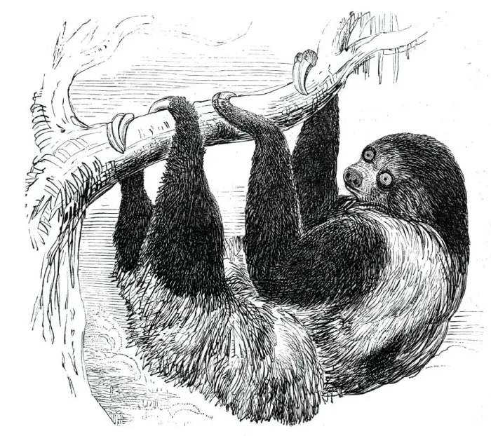 Framed Print : Sloth at the Zoological Gardens, Regents Park, 1844. Creator: Unknown Framed Print : Sloth at the Zoological Gardens, Regents Park, 1844. Creator: Unknown