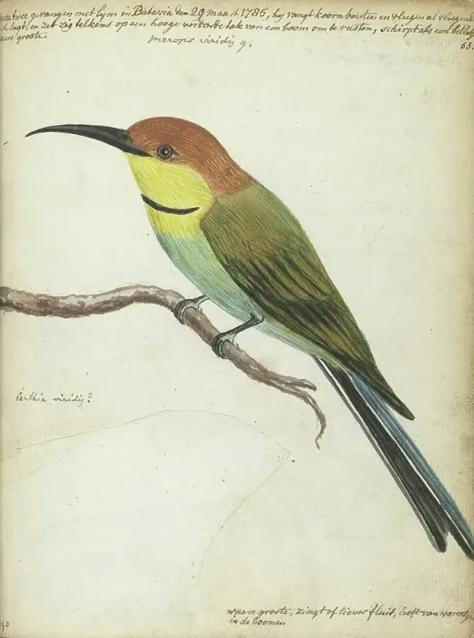 Framed Print : Small bird on branch, 1785. Creator: Jan Brandes Framed Print : Small bird on branch, 1785. Creator: Jan Brandes