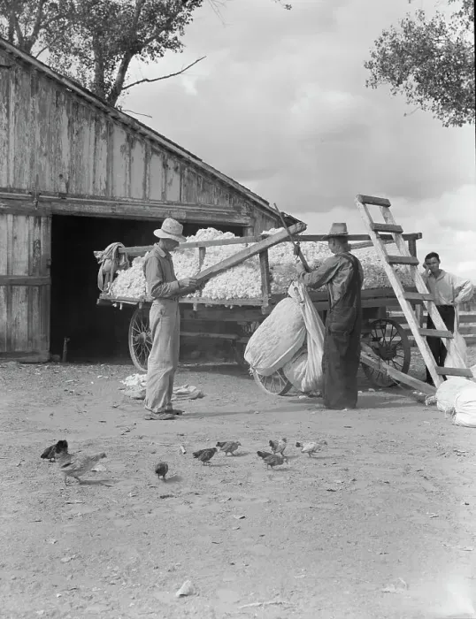 Framed Print : Small cotton farm, Kern County, California, 1938. Creator: Dorothea Lange Framed Print : Small cotton farm, Kern County, California, 1938. Creator: Dorothea Lange