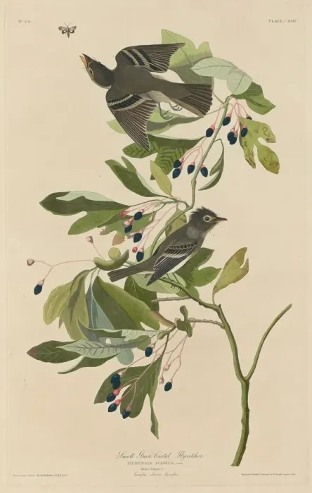Framed Print : Small Green-Crested Flycatcher, 1832. Creator: Robert Havell Framed Print : Small Green-Crested Flycatcher, 1832. Creator: Robert Havell