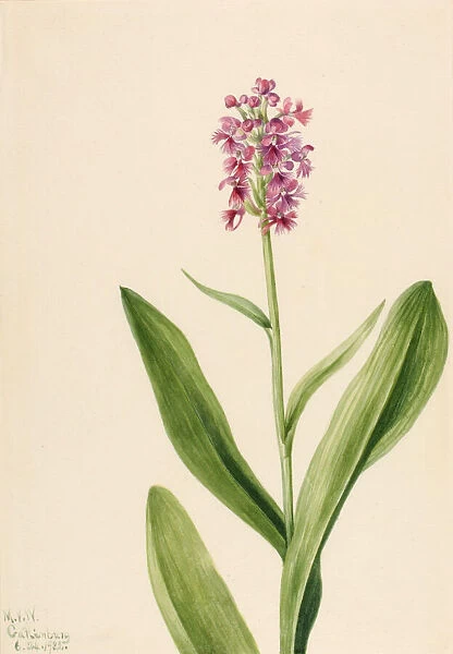 Small Purple Fringe Orchid (Habenaria psychodes), 1932. Creator: Mary Vaux Walcott