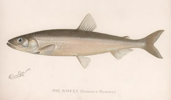 Framed Print : The Smeet (Osmerus Mordax. ), c. 1920s Framed Print : The Smeet (Osmerus Mordax. ), c. 1920s