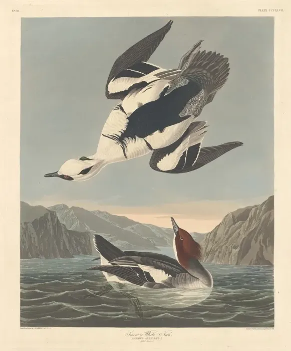 Framed Print : Smew or White Nun, 1836. Creator: Robert Havell Framed Print : Smew or White Nun, 1836. Creator: Robert Havell