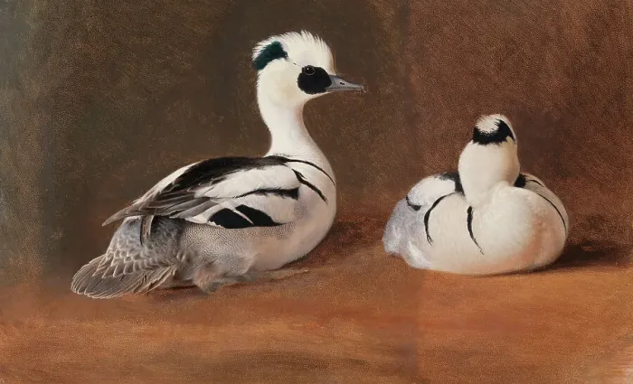 Framed Print : Smews, 1867. Creator: Ferdinand von Wright Framed Print : Smews, 1867. Creator: Ferdinand von Wright
