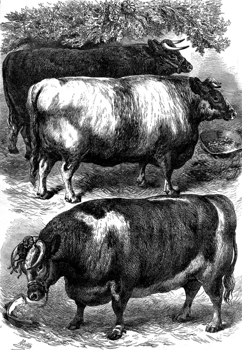 Framed Print : Smithfield Club Cattle Show: prize oxen, 1873. Creator: Unknown Framed Print : Smithfield Club Cattle Show: prize oxen, 1873. Creator: Unknown