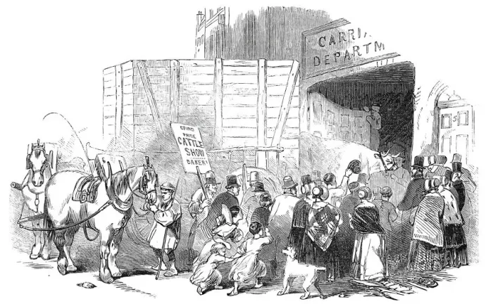 Framed Print : The Smithfield Club Christmas Cattle Show - Arrival of prize cattle... 1844