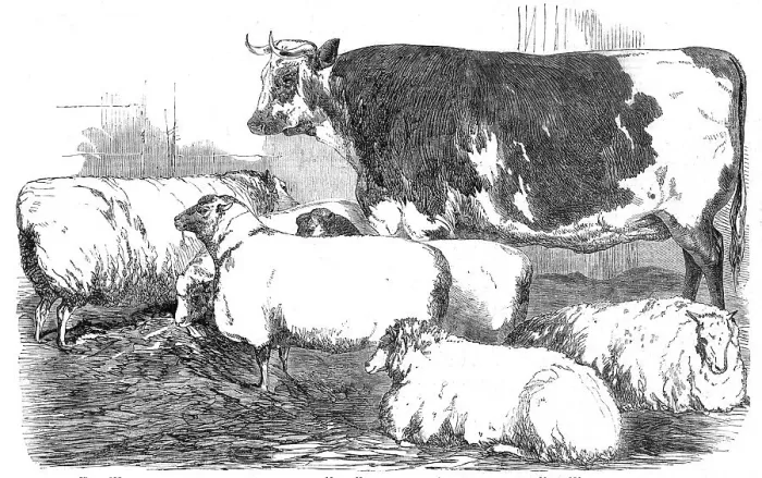Framed Print : The Smithfield Club Prize Cattle-show, 1854. Creator: Unknown Framed Print : The Smithfield Club Prize Cattle-show, 1854. Creator: Unknown