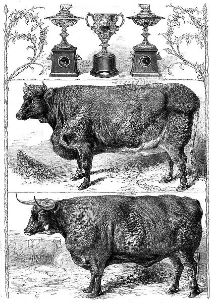 The Smithfield Club Show: prize cattle and cups, 1862. Creator: Harrison Weir