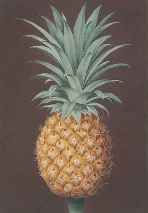 Framed Print : The Smooth Leaved Green Antigua Pine, 1807. Creator: Henri Merke Framed Print : The Smooth Leaved Green Antigua Pine, 1807. Creator: Henri Merke