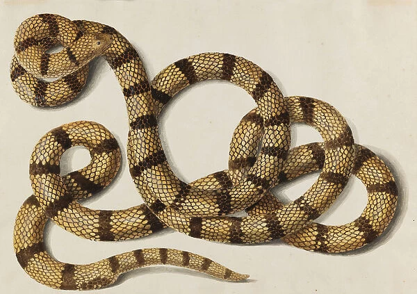 Snake, 1770-1780s. Creator: Scheidel, Franz Anton von (1731-1801)