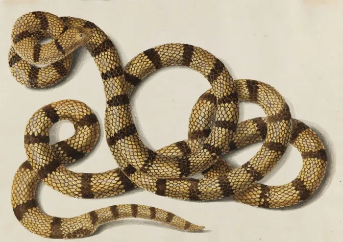 Framed Print : Snake, 1770-1780s. Creator: Scheidel, Franz Anton von (1731-1801) Framed Print : Snake, 1770-1780s. Creator: Scheidel, Franz Anton von (1731-1801)