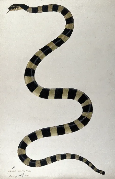 Framed Print : Snake, boldly cross-banded, approx 1782. Creator: Bhawani Das Framed Print : Snake, boldly cross-banded, approx 1782. Creator: Bhawani Das