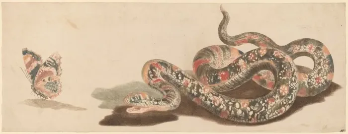 Framed Print : Snake and Butterfly, 1680s / 1690s. Creator: Workshop of Johann Teyler Framed Print : Snake and Butterfly, 1680s / 1690s. Creator: Workshop of Johann Teyler