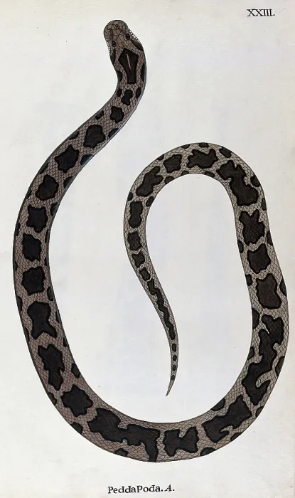Framed Print : A snake, light brown in colour, with dark brown patches edged in black, 1795. Creator: Patrick Russell Framed Print : A snake, light brown in colour, with dark brown patches edged in black, 1795. Creator: Patrick Russell