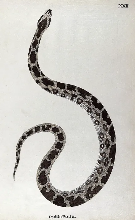 Framed Print : A snake, pale buff in colour, with dark brown patches edged in white and a white underbelly, 1795. Creator: Patrick Russell Framed Print : A snake, pale buff in colour, with dark brown patches edged in white and a white underbelly, 1795. Creator: Patrick Russell