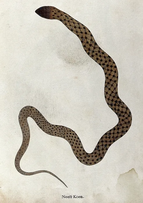 Framed Print : A snake, tan in colour, with brown spotted markings connected by thin diagonal bars, 1795. Creator: Patrick Russell Framed Print : A snake, tan in colour, with brown spotted markings connected by thin diagonal bars, 1795. Creator: Patrick Russell