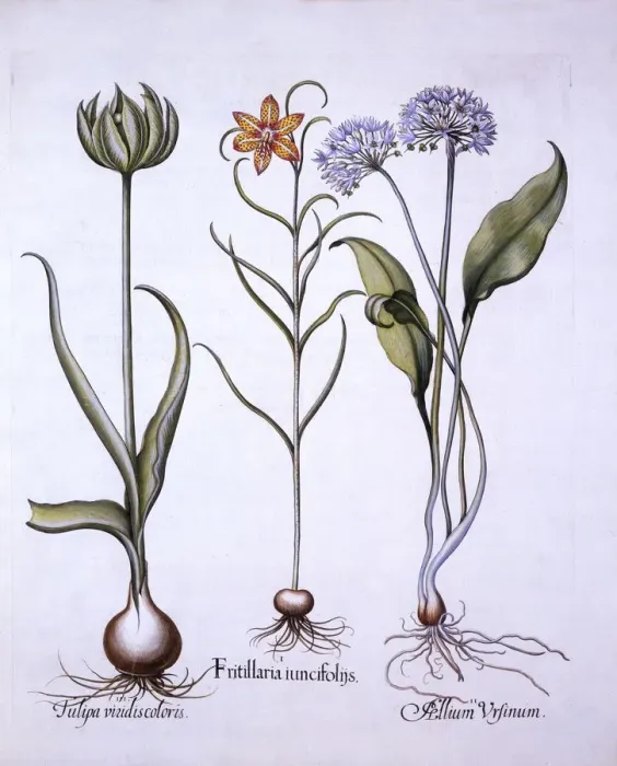 Framed Print : Snakes Head Fritillary, Wild Garlic and Tulip, from Hortus Eystettensis, by Basil Besler Framed Print : Snakes Head Fritillary, Wild Garlic and Tulip, from Hortus Eystettensis, by Basil Besler