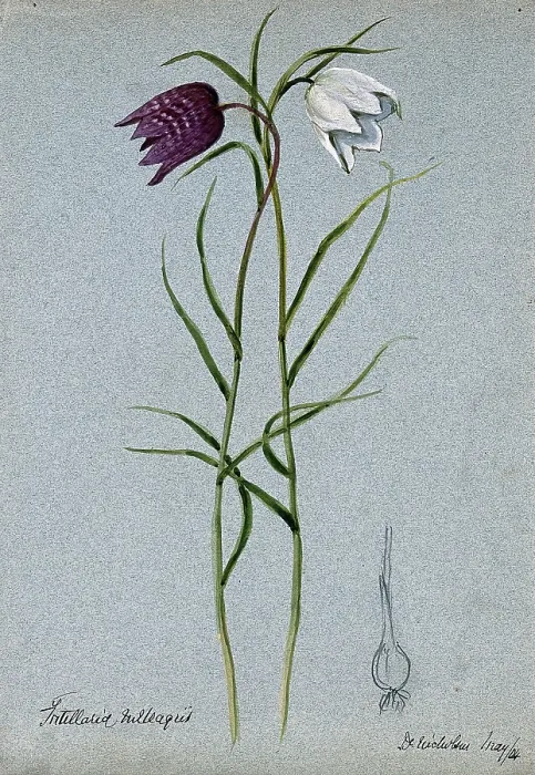 Framed Print : Snake's head or guinea flower (Fritillaria meleagris): flowering stems and bulb, 1904. Creator: Unknown. Snake's head or guinea flower (Fritillaria meleagris): flowering stems and bulb, 1904. Creator: Unknown Framed Print : Snake's head or guinea flower (Fritillaria meleagris): flowering stems and bulb, 1904. Creator: Unknown. Snake's head or guinea flower (Fritillaria meleagris): flowering stems and bulb, 1904. Creator: Unknown