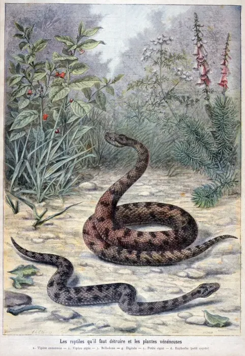 Framed Print : Snakes and poisonous plants, 1897. Artist: F Meaulle Framed Print : Snakes and poisonous plants, 1897. Artist: F Meaulle