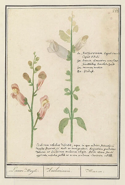 Snapdragon (Antirrhinum), 1596-1610. Creators: Anselmus de Boodt, Elias Verhulst