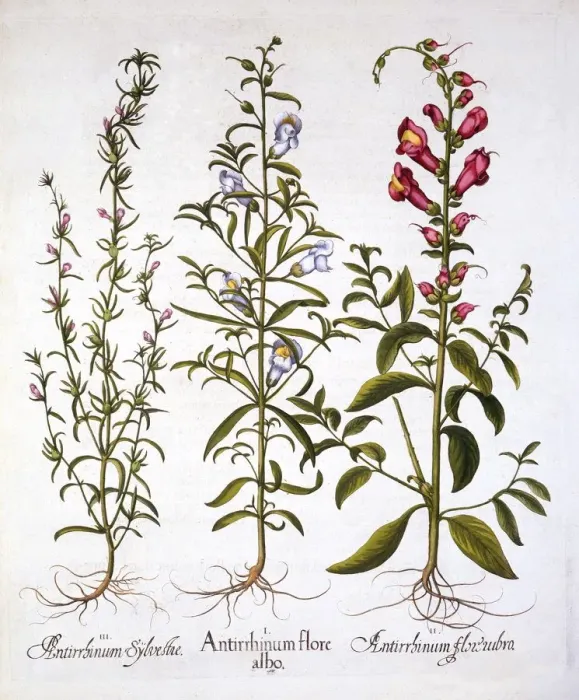 Framed Print : Snapdragons or Antirrhinums, from Hortus Eystettensis, by Basil Besler (1561-1629), pub Framed Print : Snapdragons or Antirrhinums, from Hortus Eystettensis, by Basil Besler (1561-1629), pub