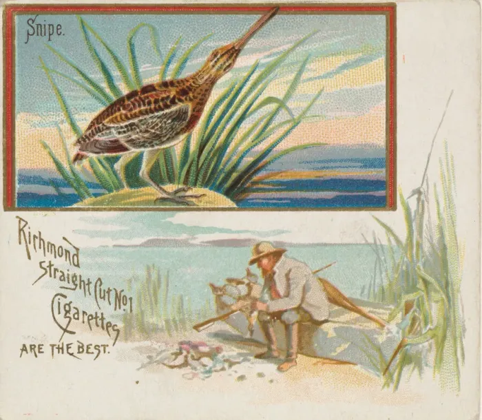 Framed Print : Snipe, from the Game Birds series (N40) for Allen & Ginter Cigarettes, 1888-90 Framed Print : Snipe, from the Game Birds series (N40) for Allen & Ginter Cigarettes, 1888-90