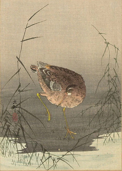 A snipe in a marsh, Between 1900 and 1915. Creator: Ohara, Koson (1877-1945)