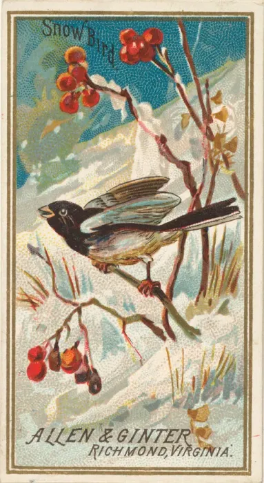 Framed Print : Snow Bird, from the Birds of America series (N4) for Allen & Ginter Cigarettes Brands Framed Print : Snow Bird, from the Birds of America series (N4) for Allen & Ginter Cigarettes Brands