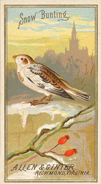 Snow Bunting, from the Birds of America series (N4) for Allen &