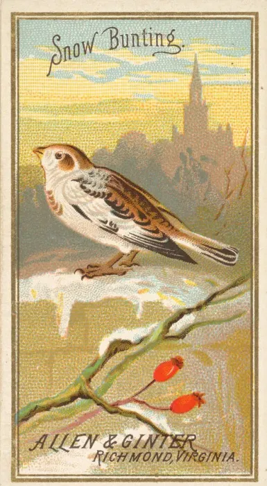 Framed Print : Snow Bunting, from the Birds of America series (N4) for Allen & Framed Print : Snow Bunting, from the Birds of America series (N4) for Allen &