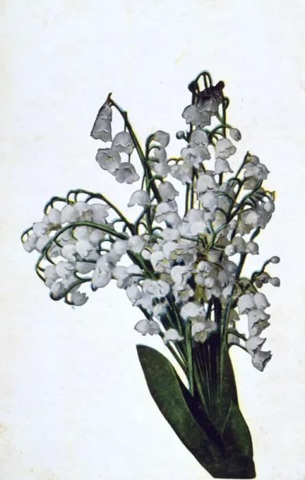 Framed Print : Snowdrop, French flower postcard, c1900 Framed Print : Snowdrop, French flower postcard, c1900